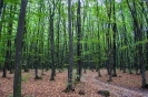 Изумрудный лес
